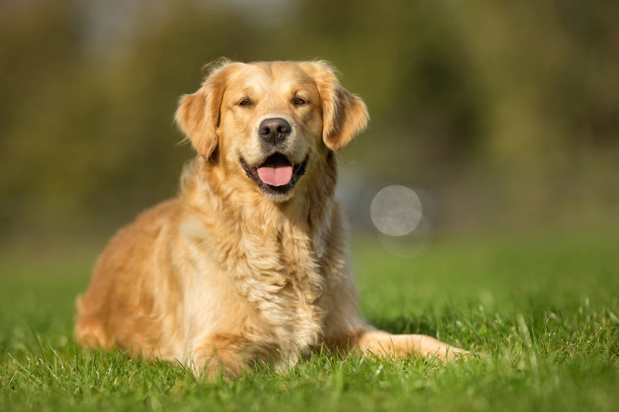 The Ultimate Golden Retriever Guide, Behaviour, Personality, Common ...