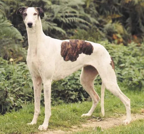 Greyhound Guide, Origin, Characteristics, and Personality