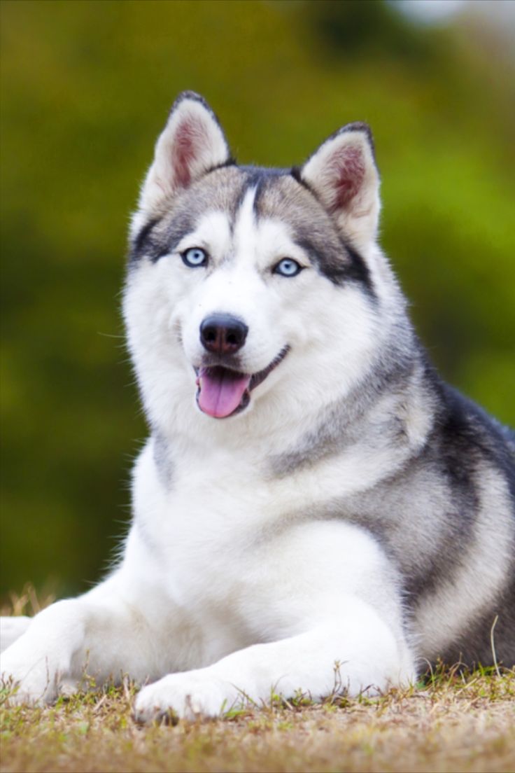 Husky Guide, Origin, Characteristics, and Personality