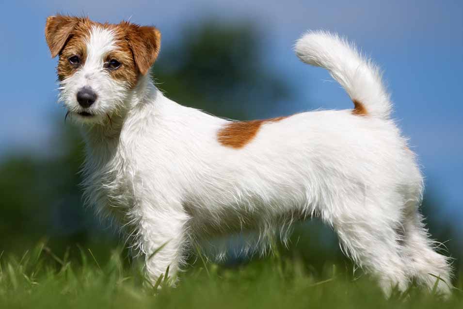 Jack Russell Guide, Origin, Characteristics, and Personality