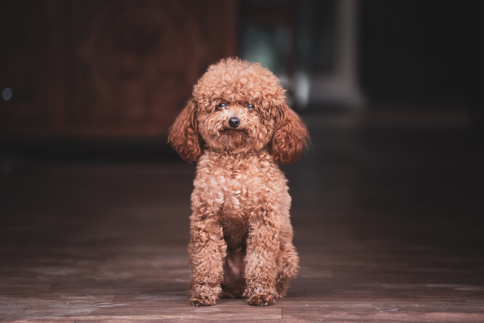 Miniature Poodle Guide, Origin, Characteristics, and Personality