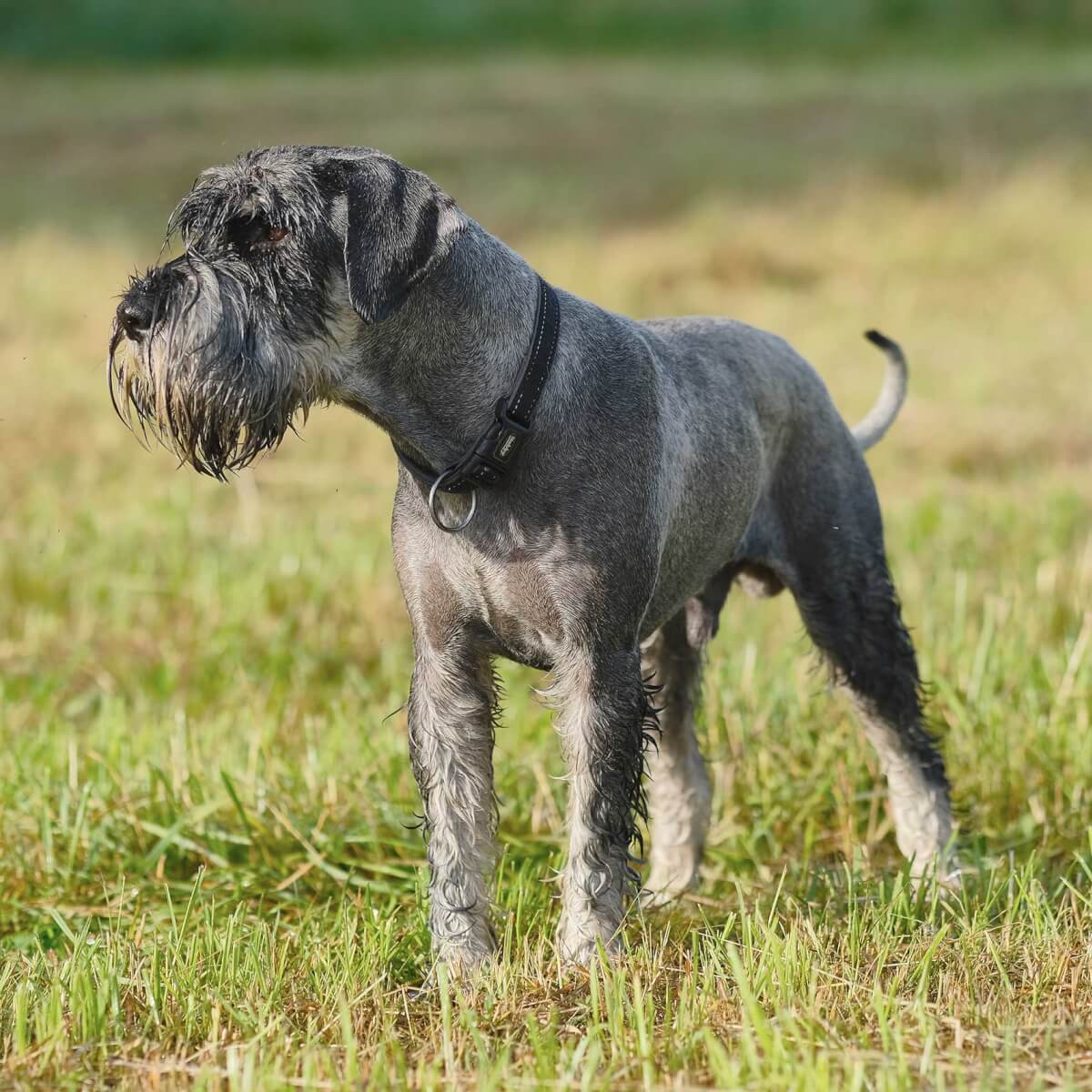 The Ultimate Schnauzer Guide, Behaviour, Personality, Common Issues ...