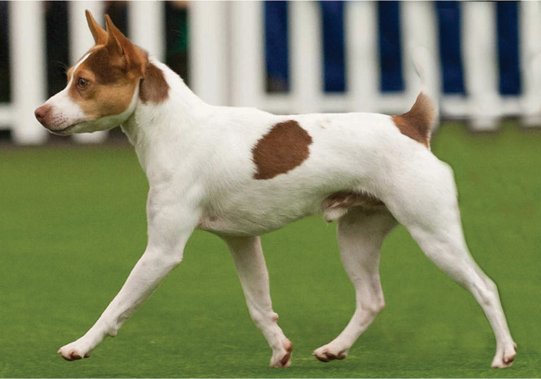 Tenterfield Terrier Guide, Origin, Characteristics, and Personality