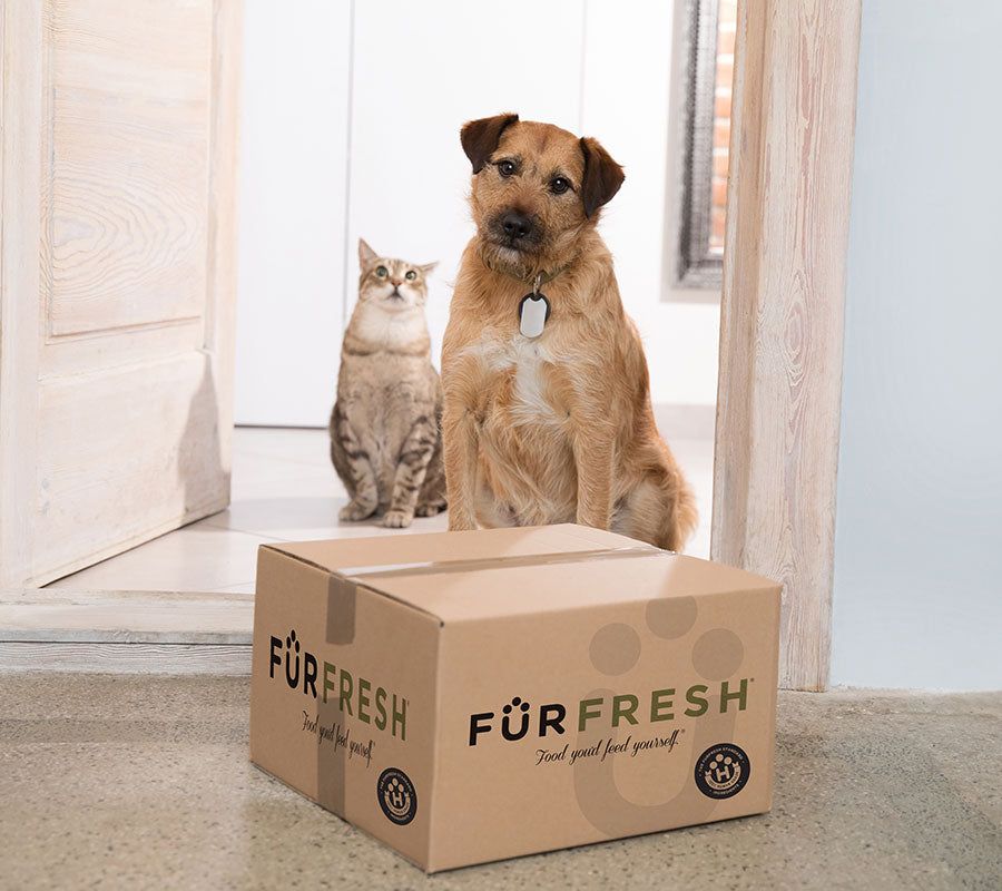 Dog food box delivery best sale