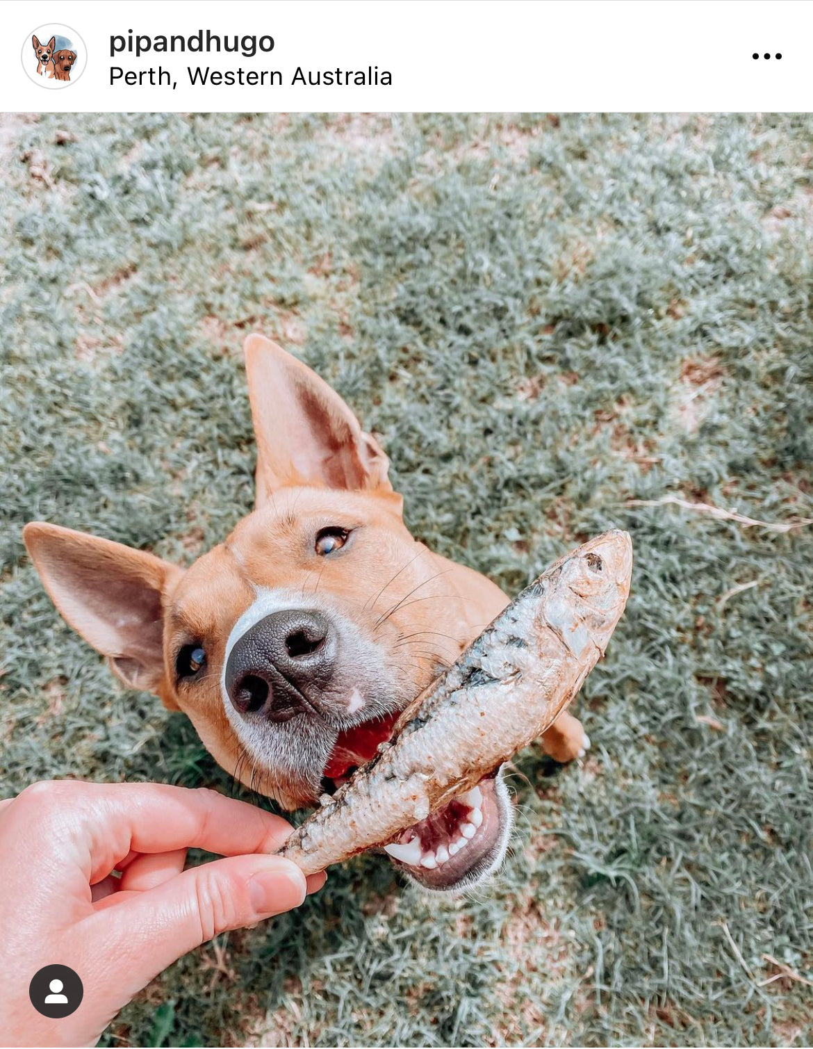 Giving dogs sardines sale